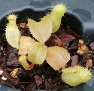 Nepenthes peltata x truncata RF (seedling)